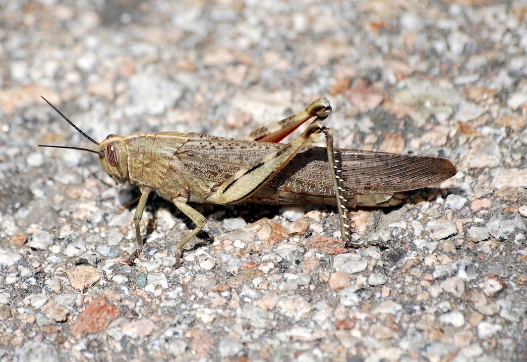 Anacridium aegyptium